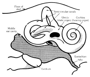 24. Vestibular Apparatus of the Inner Ear with 3 Semicircular Canals