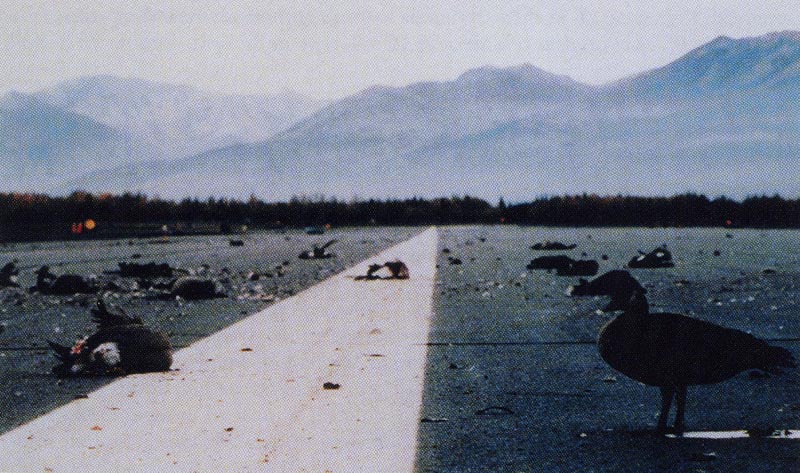 10. Plate 2. Canada Geese on the runway shortly after the September 22 AWACS crash. Twenty-four crew members died in the crash. Photo courtesy Transport Canada.